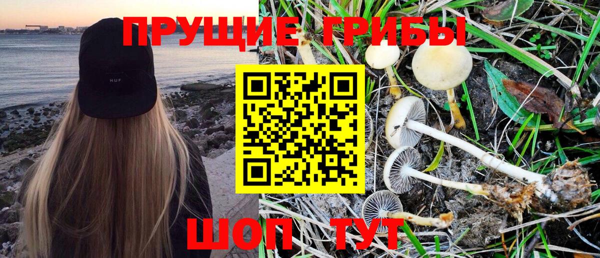 Псилоцибиновые грибы GOLDEN TEACHER Гуково